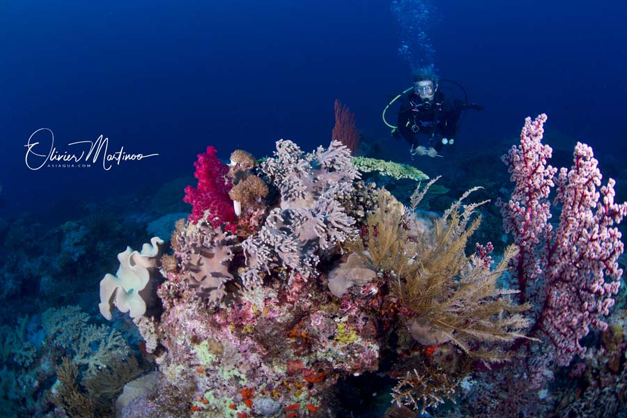 Croisières Mer De Banda Asiaqua