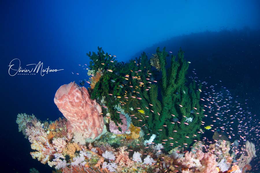Croisières Mer De Banda Asiaqua