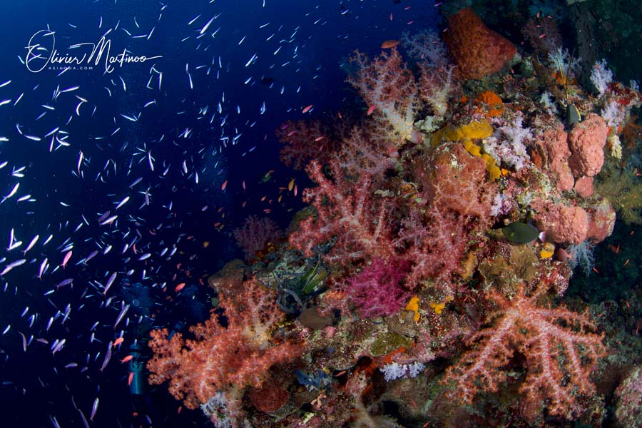 Croisières Mer De Banda Asiaqua