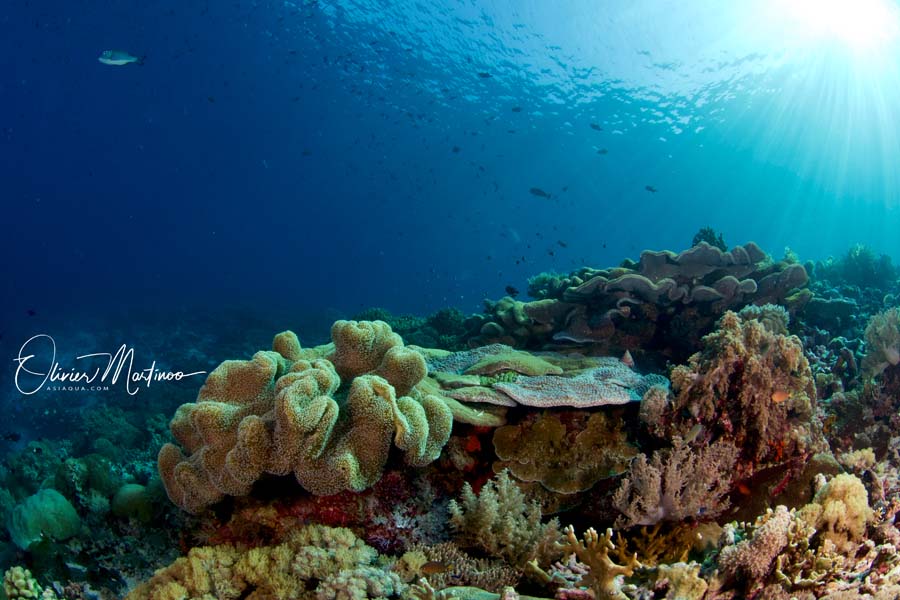 Croisières Mer De Banda Asiaqua