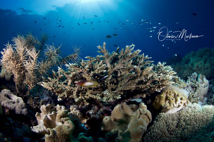Croisières Mer De Banda Asiaqua