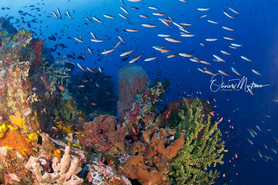 Croisières Mer De Banda Asiaqua
