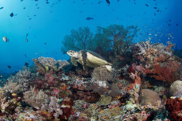 Asiaqua - XXL au XXS Resolute Mai 2019