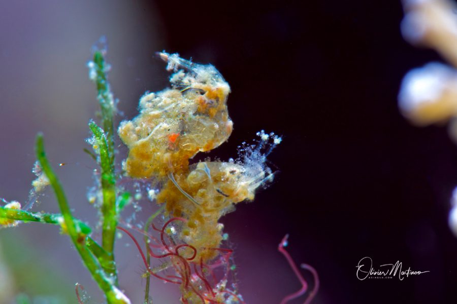 2-Planet-Dive-Anilao-Sejour-plongée-Asiaqua-Hairy-Shrimp-by-Martinoo-Asiaqua