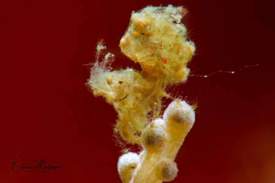 5-Anilao-Photo-Academy-Sejour-plongee-wite-Hairy-in-Red-Wine-by-Martinoo-Sejour-plongee-Asiaqua