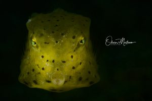 Anilao-Philippines-boxfish-Martinoo-asiaqua