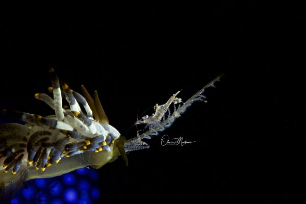 Asiaqua - Planet Dive Resort Anilao