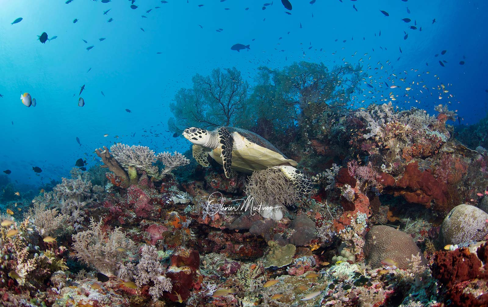 Tubbataha Reef Asiaqua Avril 2019