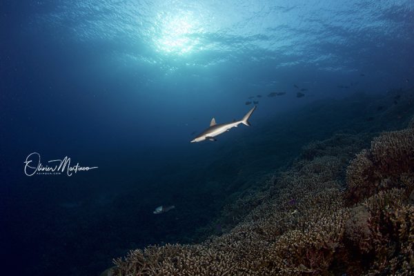 Asiaqua - Combiné Dauin & Cagayan Mai 2024