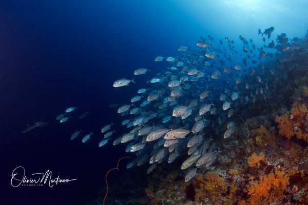 Asiaqua - Seadoors Croisières