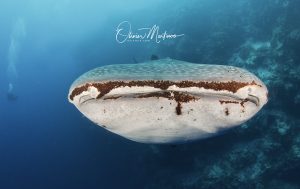 Tubbataha Reef Asiaqua Requin Baleine Face © Martinoo