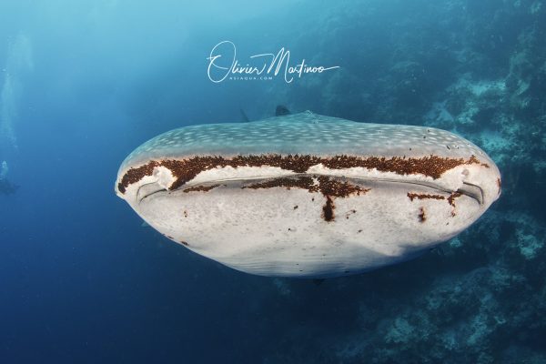 Asiaqua - Croisière Asiaqua Tubbataha Reef 2020