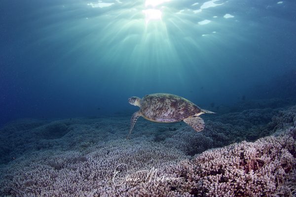 Asiaqua - XXS au XXL Planet Dive & Seadoors Mai  & Juin 2026