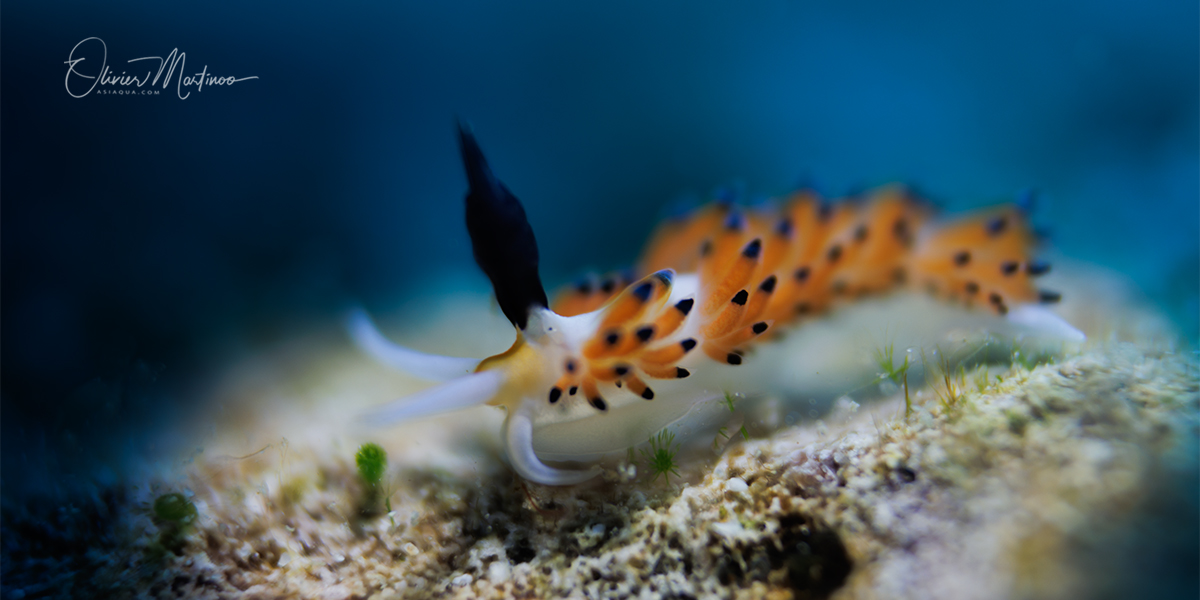 Séjour Lembeh Asiaqua