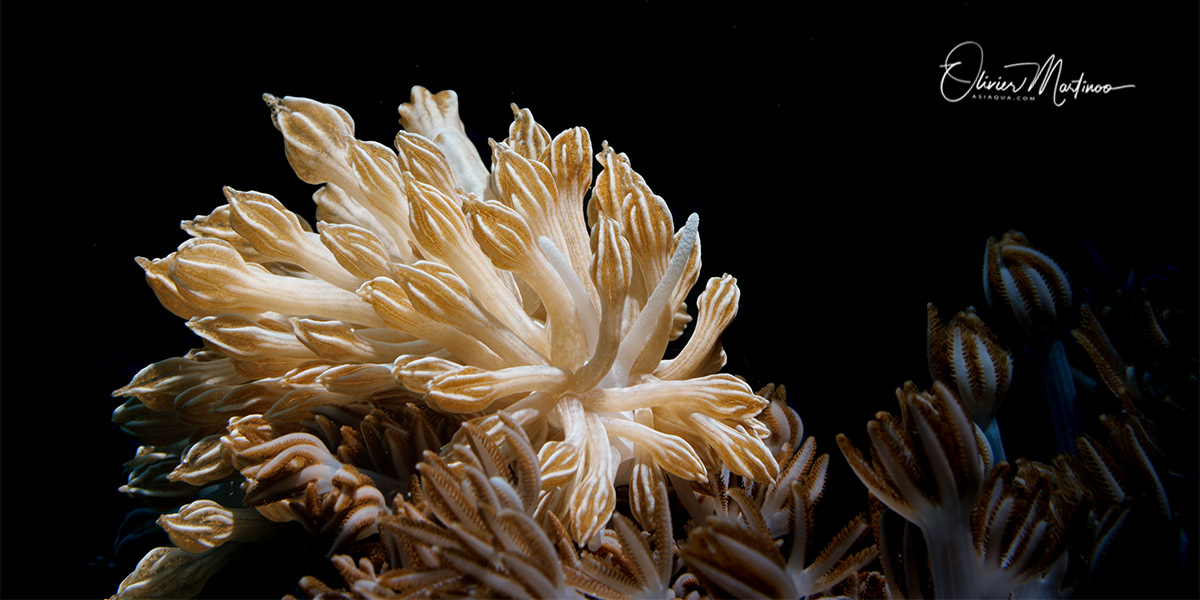 Séjour Lembeh Asiaqua