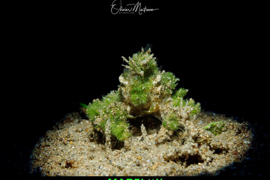 Decorated-Crab-Dauin-Martinoo-Asiaqua
