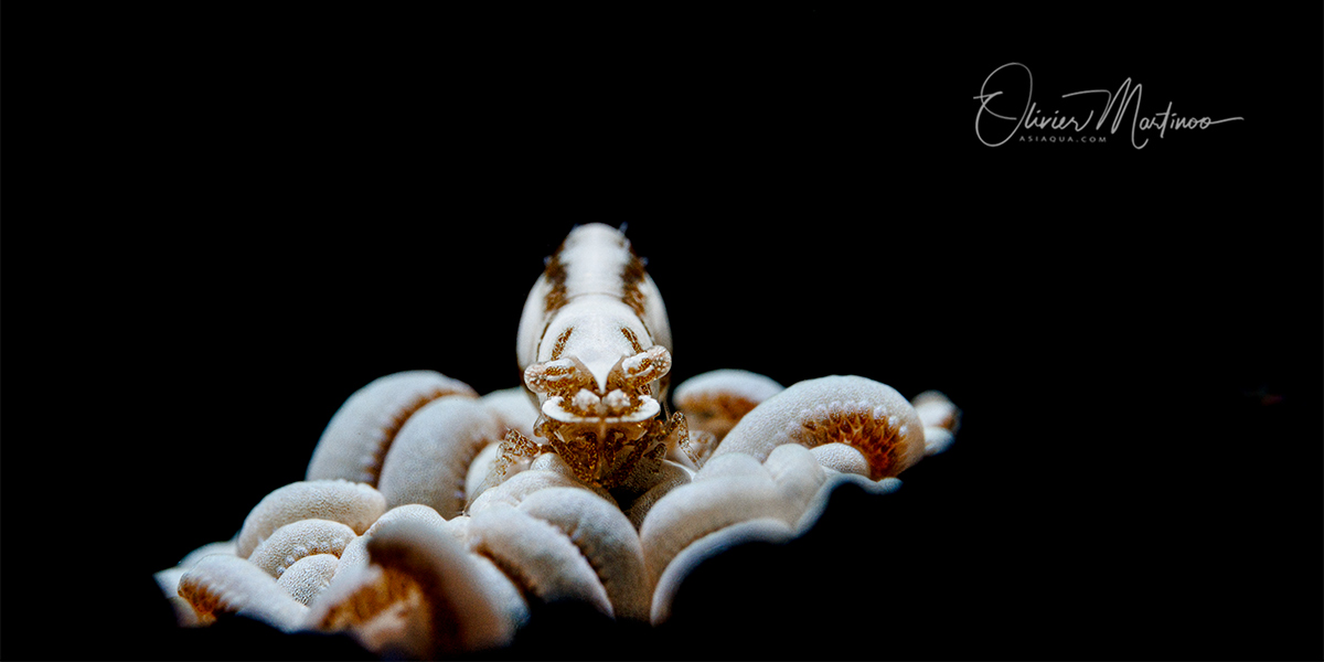 Ambon, Indonesie Asiaqua
