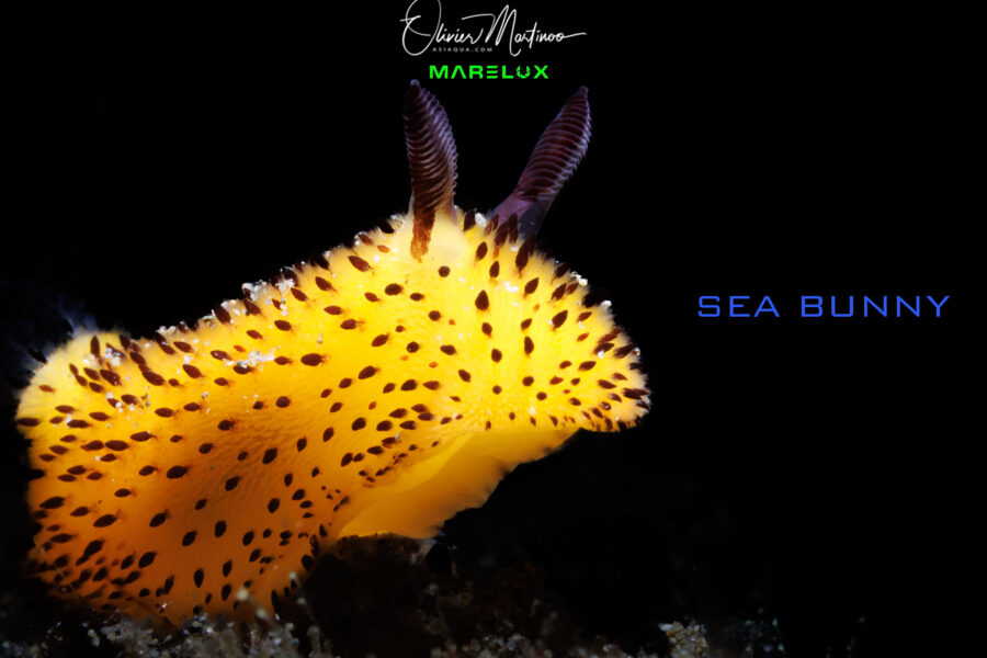 Ambon Dive Resort By Martinoo Asiaqua.com