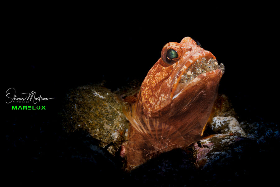 Ambon Dive Resort By Martinoo Asiaqua.com