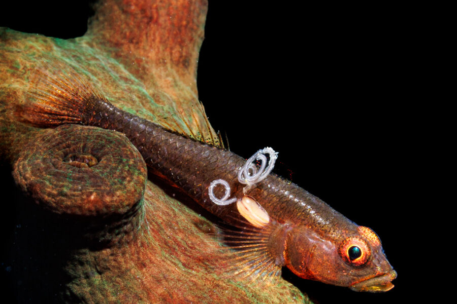 Ambon Dive Resort By Martinoo Asiaqua.com