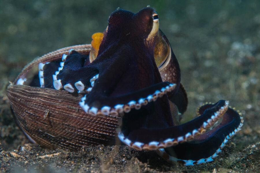 NAD-Lembeh-Resort-Blue-Margin-Octopus-Asiaqua